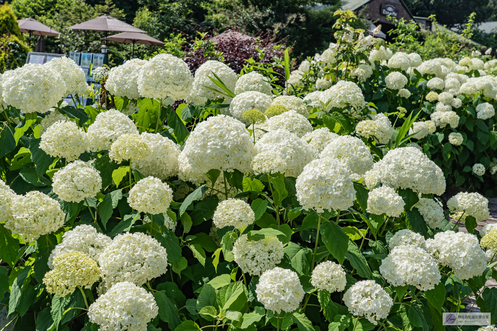 久住花公園-500種花卉輪番綻放！春賞鬱金香、夏採薰衣草、秋日粉嫩櫻花一次滿足 @靜兒貪吃遊玩愛分享