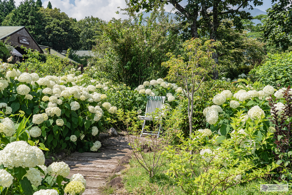 久住花公園-500種花卉輪番綻放！春賞鬱金香、夏採薰衣草、秋日粉嫩櫻花一次滿足 @靜兒貪吃遊玩愛分享