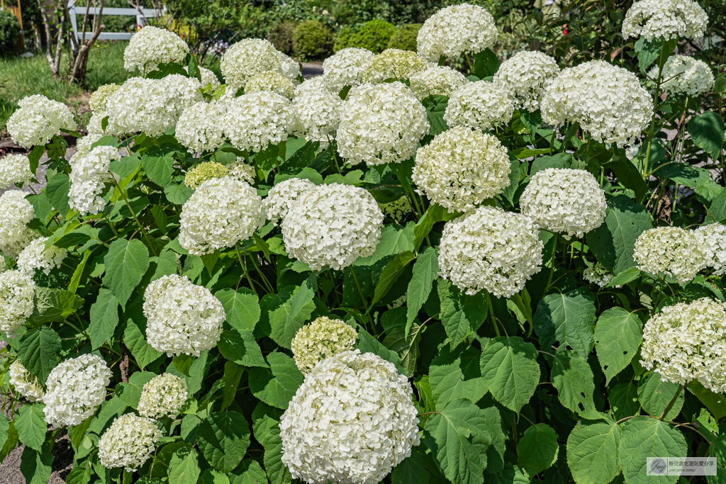 久住花公園-500種花卉輪番綻放！春賞鬱金香、夏採薰衣草、秋日粉嫩櫻花一次滿足 @靜兒貪吃遊玩愛分享