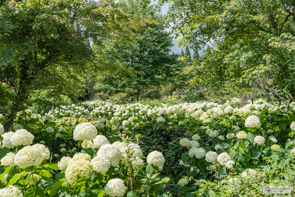久住花公園-500種花卉輪番綻放！春賞鬱金香、夏採薰衣草、秋日粉嫩櫻花一次滿足 @靜兒貪吃遊玩愛分享