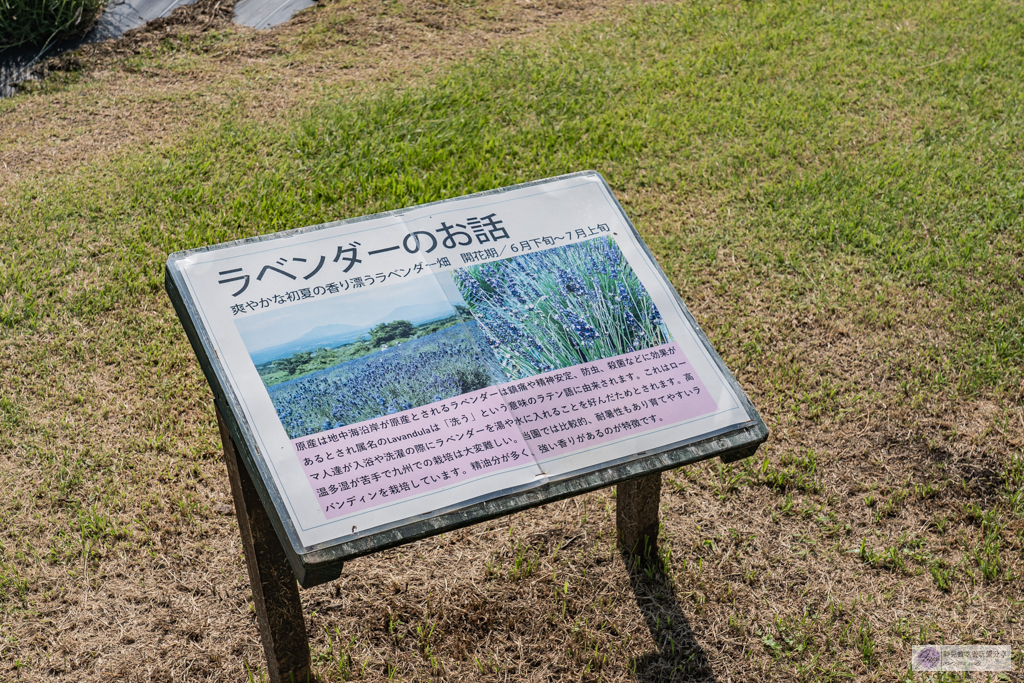 久住花公園-500種花卉輪番綻放！春賞鬱金香、夏採薰衣草、秋日粉嫩櫻花一次滿足 @靜兒貪吃遊玩愛分享