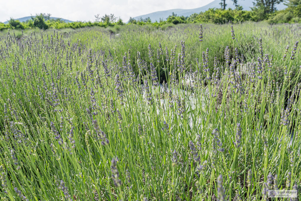 久住花公園-500種花卉輪番綻放！春賞鬱金香、夏採薰衣草、秋日粉嫩櫻花一次滿足 @靜兒貪吃遊玩愛分享