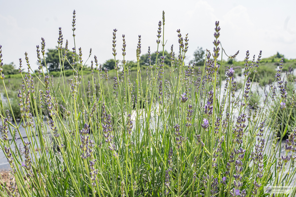 久住花公園-500種花卉輪番綻放！春賞鬱金香、夏採薰衣草、秋日粉嫩櫻花一次滿足 @靜兒貪吃遊玩愛分享