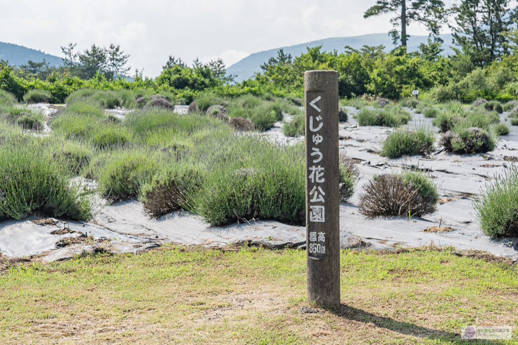 久住花公園-500種花卉輪番綻放！春賞鬱金香、夏採薰衣草、秋日粉嫩櫻花一次滿足 @靜兒貪吃遊玩愛分享