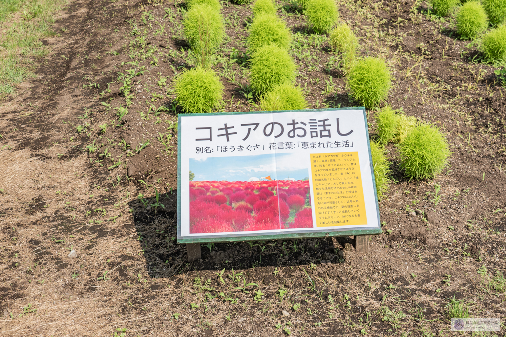 久住花公園-500種花卉輪番綻放！春賞鬱金香、夏採薰衣草、秋日粉嫩櫻花一次滿足 @靜兒貪吃遊玩愛分享
