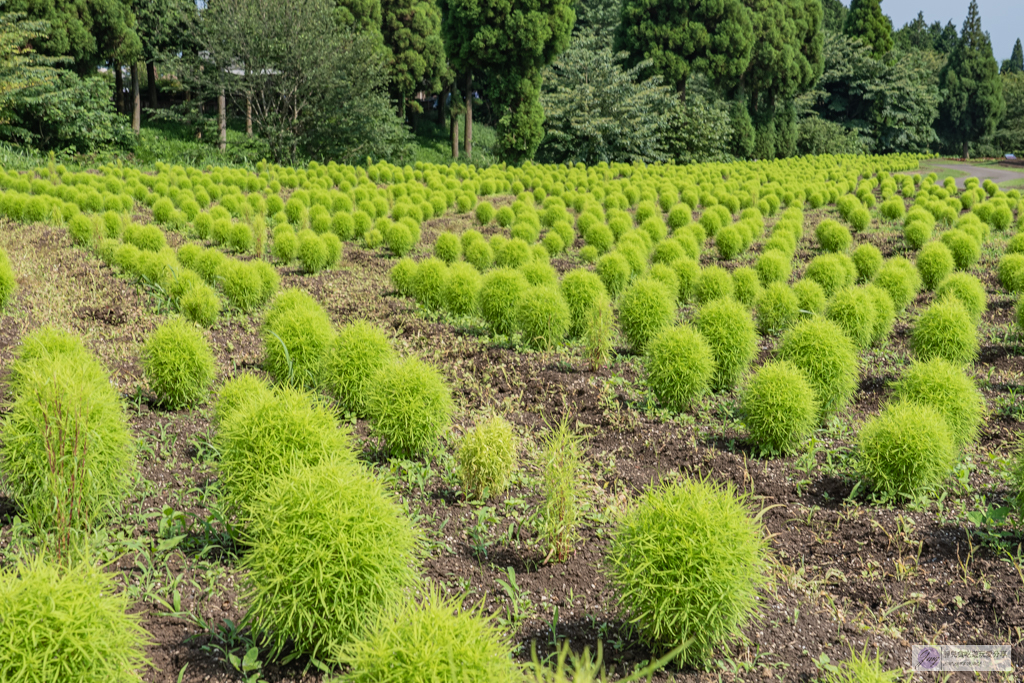 久住花公園-500種花卉輪番綻放！春賞鬱金香、夏採薰衣草、秋日粉嫩櫻花一次滿足 @靜兒貪吃遊玩愛分享