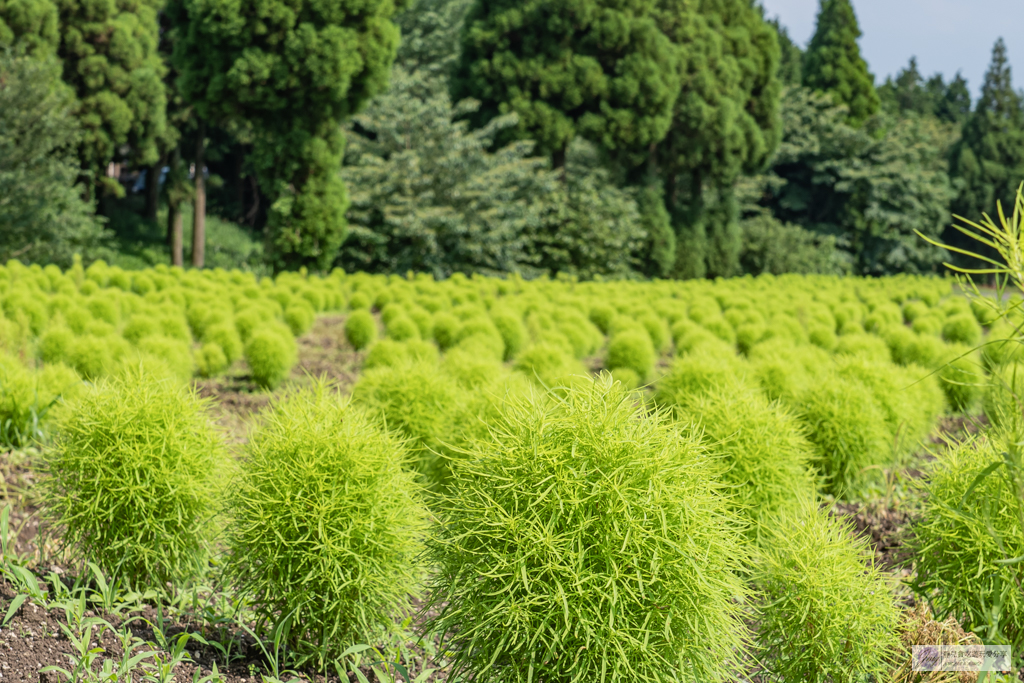 久住花公園-500種花卉輪番綻放！春賞鬱金香、夏採薰衣草、秋日粉嫩櫻花一次滿足 @靜兒貪吃遊玩愛分享