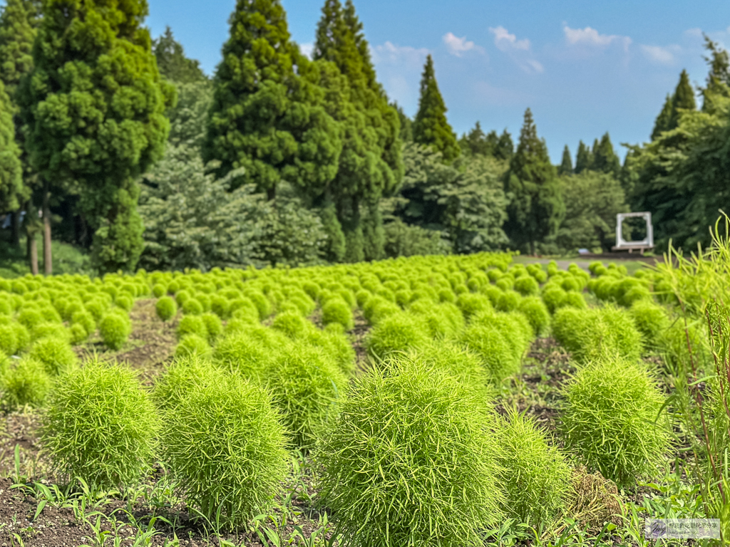 久住花公園-500種花卉輪番綻放！春賞鬱金香、夏採薰衣草、秋日粉嫩櫻花一次滿足 @靜兒貪吃遊玩愛分享