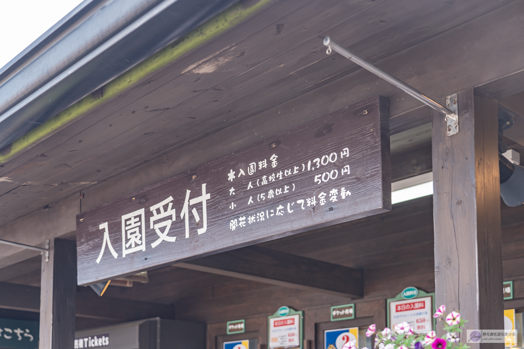 久住花公園-500種花卉輪番綻放！春賞鬱金香、夏採薰衣草、秋日粉嫩櫻花一次滿足 @靜兒貪吃遊玩愛分享