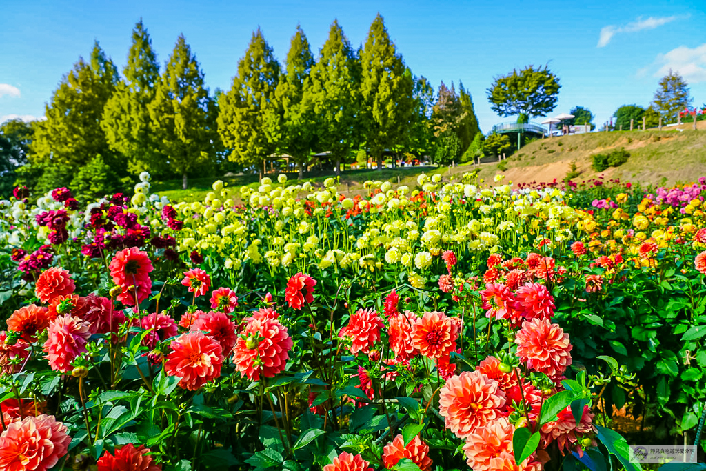 世羅高原農場-日本最大花田！大理花與秋菊繽紛盛開，走進童話般的花卉世界 @靜兒貪吃遊玩愛分享