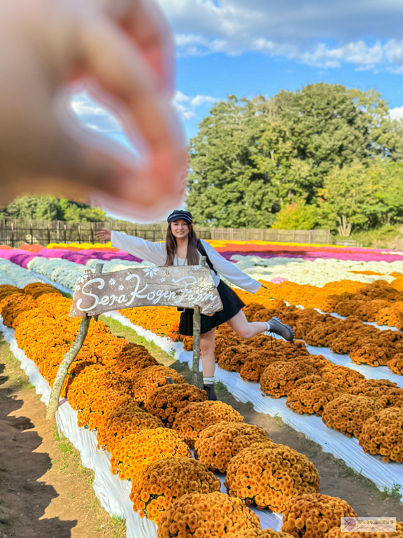 世羅高原農場-日本最大花田！大理花與秋菊繽紛盛開，走進童話般的花卉世界 @靜兒貪吃遊玩愛分享
