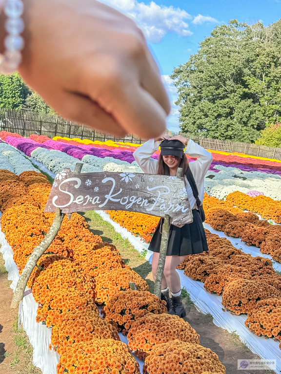 世羅高原農場-日本最大花田!大理花與秋菊繽紛盛開,走進童話般的花卉世界 @靜兒貪吃遊玩愛分享 世羅高原農場-日本最大花田!大理花與秋菊繽紛盛開,走進童話般的花卉世界 @靜兒貪吃遊玩愛分享