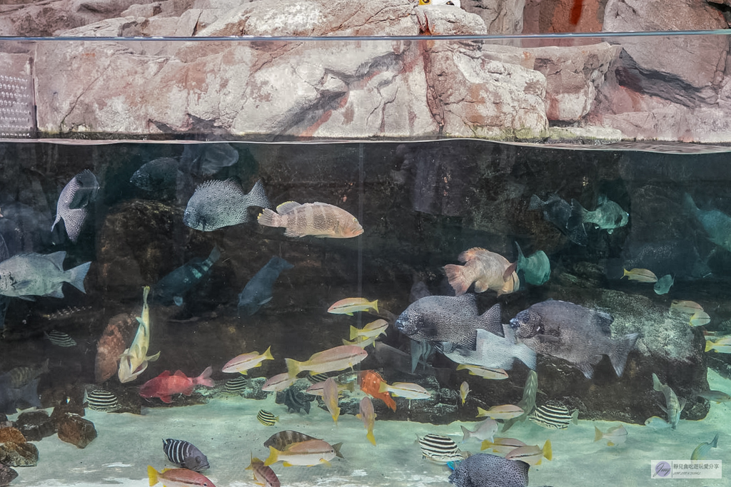 島根海洋館AQUAS-西日本唯一能看白鯨的夢幻景點！幸福泡泡圈秀＆企鵝餵食超療癒 @靜兒貪吃遊玩愛分享