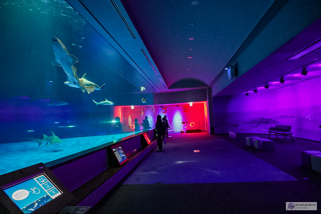 島根海洋館AQUAS-西日本唯一能看白鯨的夢幻景點！幸福泡泡圈秀＆企鵝餵食超療癒 @靜兒貪吃遊玩愛分享
