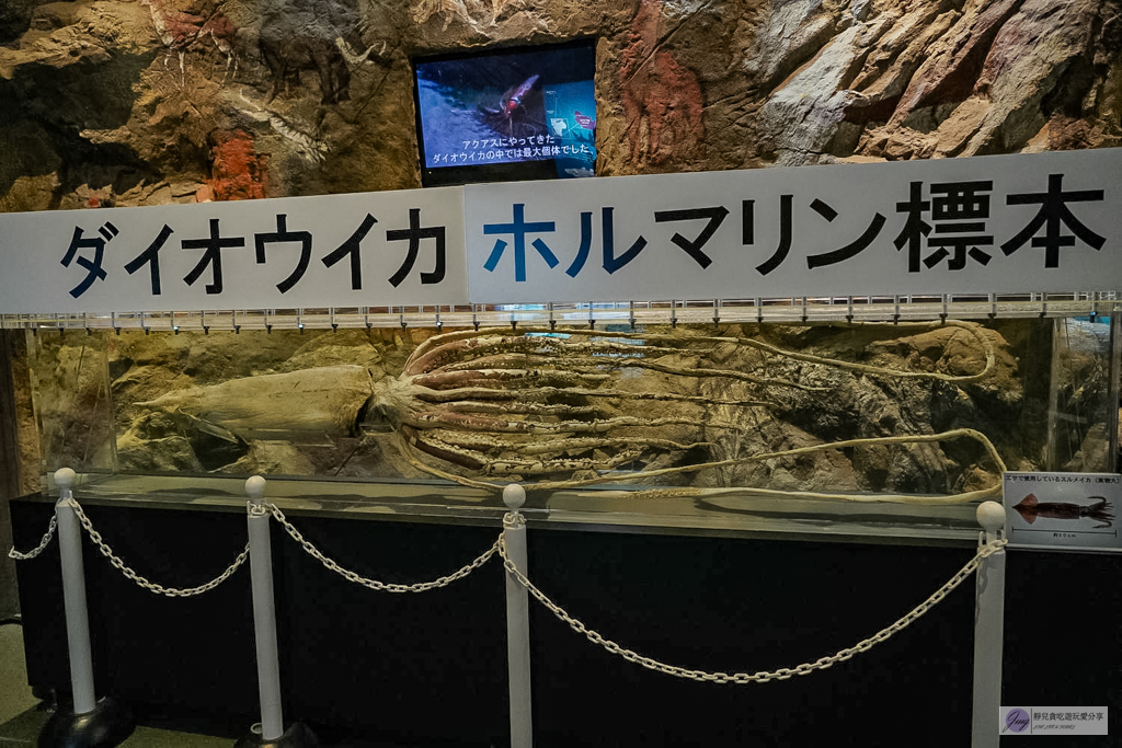 島根海洋館AQUAS-西日本唯一能看白鯨的夢幻景點！幸福泡泡圈秀＆企鵝餵食超療癒 @靜兒貪吃遊玩愛分享