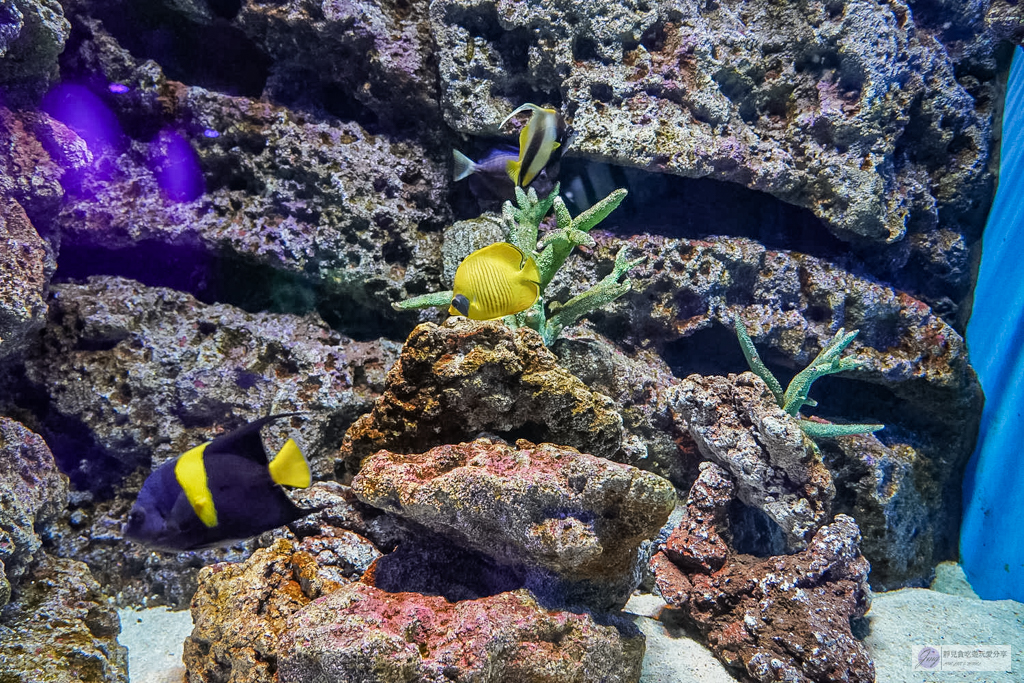 島根海洋館AQUAS-西日本唯一能看白鯨的夢幻景點！幸福泡泡圈秀＆企鵝餵食超療癒 @靜兒貪吃遊玩愛分享