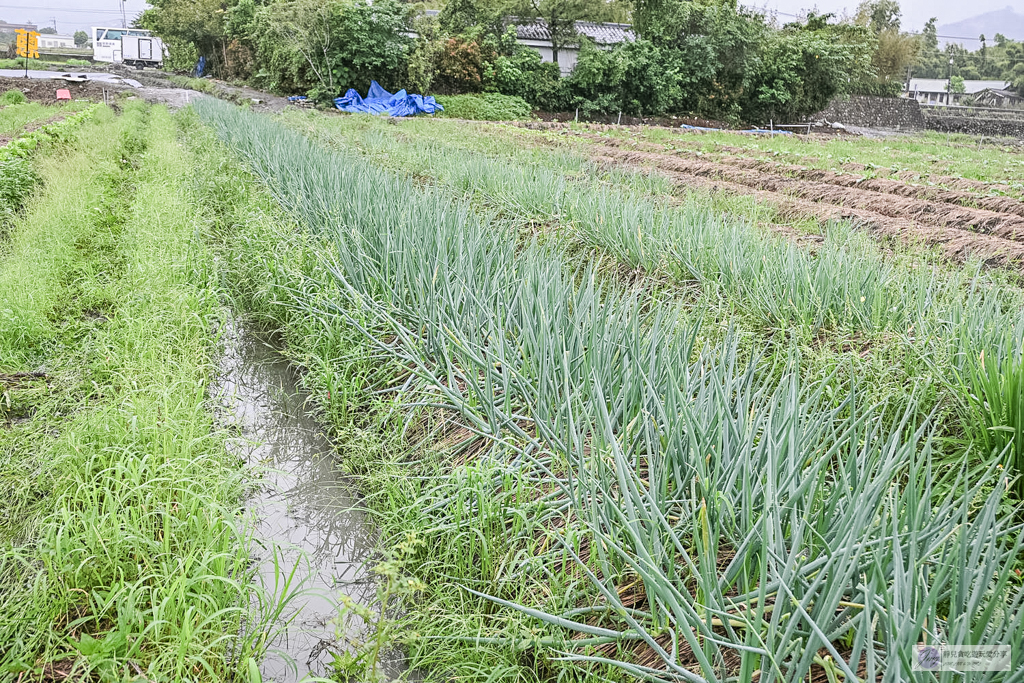 宜蘭兩日遊｜DIY活動：農作拔三星蔥、馬卡龍蔥派、甘蔗榨汁與辣椒冰淇淋 @靜兒貪吃遊玩愛分享