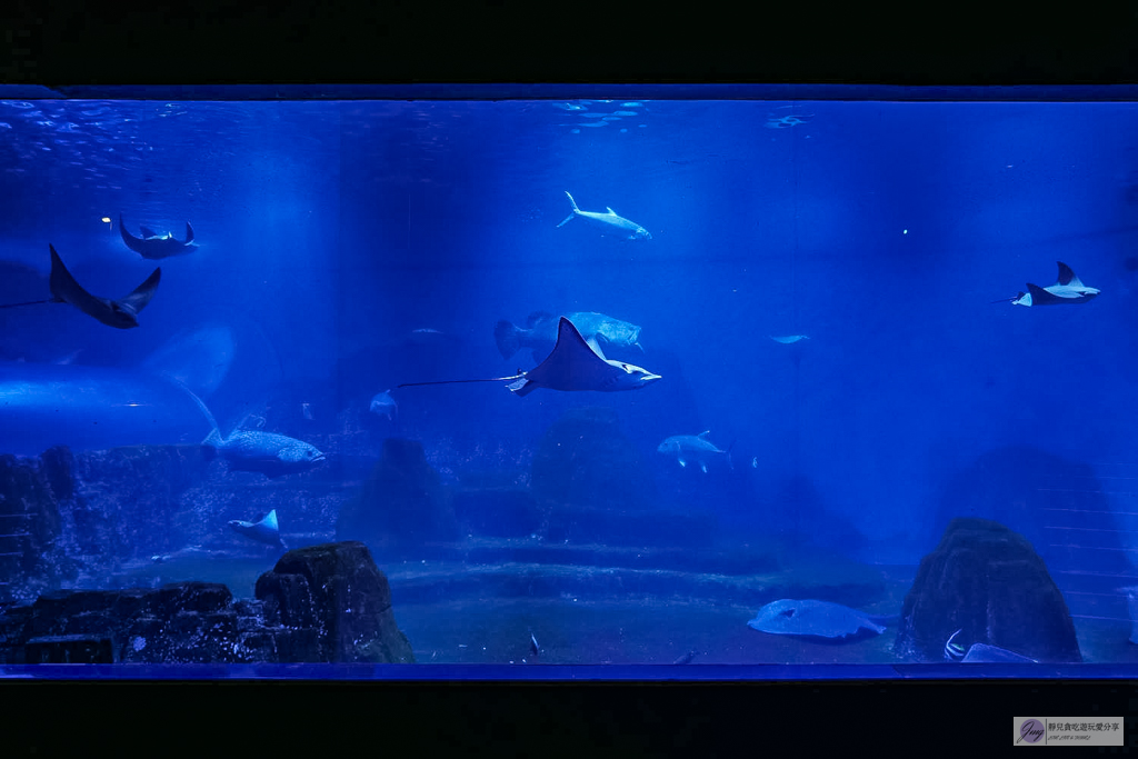 遠雄海洋公園-全台唯一美人魚秀！海豚表演時間、門票優惠總整理 @靜兒貪吃遊玩愛分享