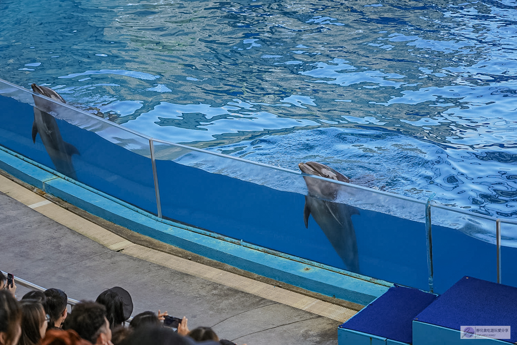 遠雄海洋公園-全台唯一美人魚秀！海豚表演時間、門票優惠總整理 @靜兒貪吃遊玩愛分享