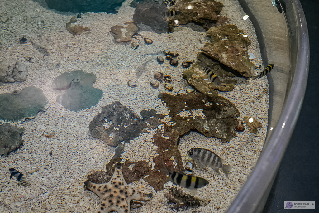遠雄海洋公園-全台唯一美人魚秀！海豚表演時間、門票優惠總整理 @靜兒貪吃遊玩愛分享