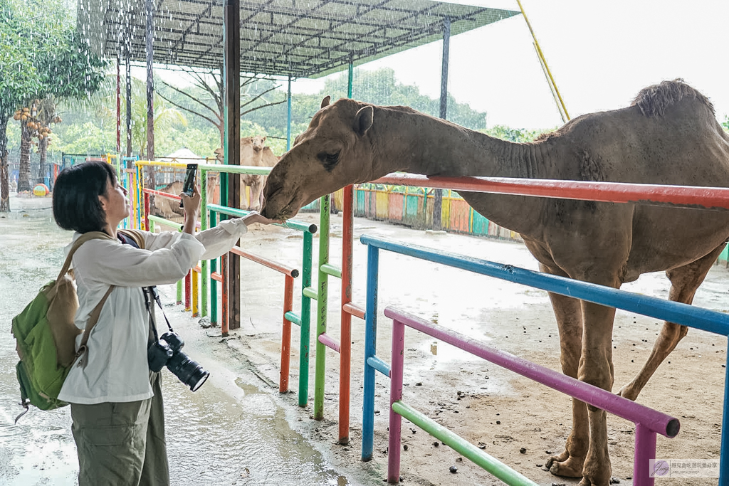 【馬來西亞】迪沙魯水果園必玩5大亮點｜水果吃到飽、ATV越野車、騎馬餵動物 @靜兒貪吃遊玩愛分享