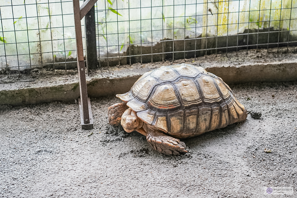 【馬來西亞】迪沙魯水果園必玩5大亮點|水果吃到飽、ATV越野車、騎馬餵動物 @靜兒貪吃遊玩愛分享 【馬來西亞】迪沙魯水果園必玩5大亮點|水果吃到飽、ATV越野車、騎馬餵動物 @靜兒貪吃遊玩愛分享