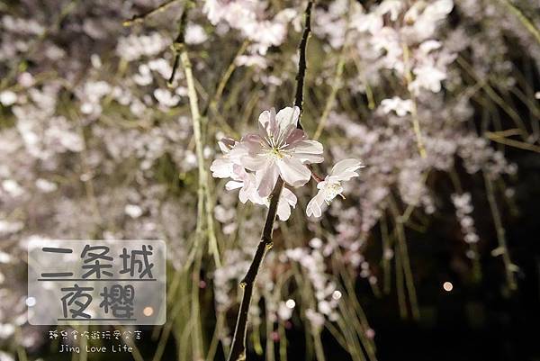 &infin;旅遊&infin;日本。京阪神八天七夜自由行/金閣寺/錦市場/丸久小山園茶房/南海部品/Red Rock/二条城夜櫻★DAY2行程紀錄分享 @靜兒貪吃遊玩愛分享