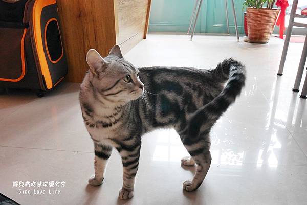 ★食★桃園&rarr;【卡爾特Chartreux Caf&eacute;】貓奴必訪超療癒貓咪餐廳❤早午餐、下午茶 @靜兒貪吃遊玩愛分享