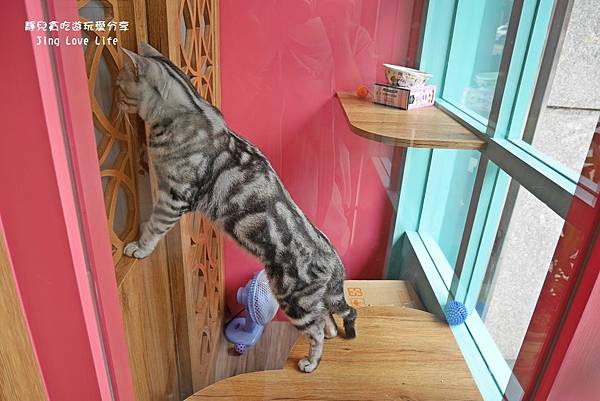★食★桃園&rarr;【卡爾特Chartreux Caf&eacute;】貓奴必訪超療癒貓咪餐廳❤早午餐、下午茶 @靜兒貪吃遊玩愛分享